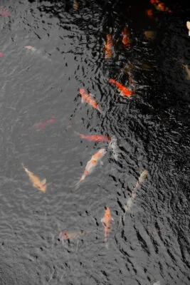 Koi Studio Chiang Mai photography angle, picture 4